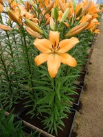 [4054 Indian Diamond JWS No01.JPG]